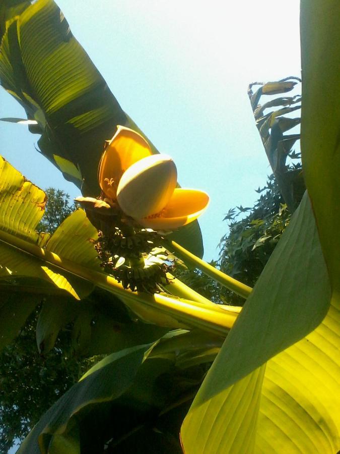 Appartamento Mirguet Au Jardin Saint-Elix-le-Chateau Esterno foto